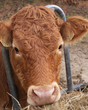 La vache et le déjeuner