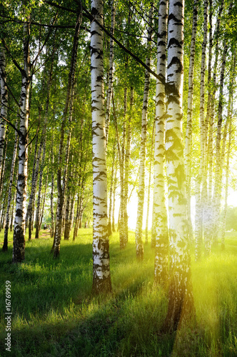  birch trees in a summer forest