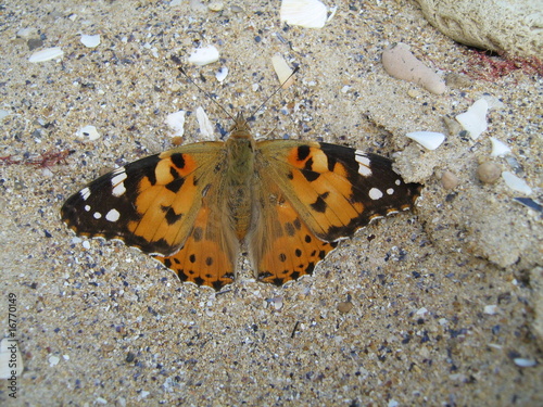 Photo: Sea butterfly Sea butterfly