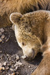 orso bruno