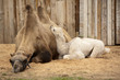 Camel mother wit baby Camel mother wit baby