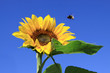 sonnenblume und hummel