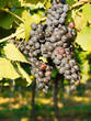 Rotwein-Trauben