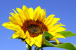 sonnenblume,blume
