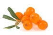 sea buckthorn isolated sea buckthorn isolated