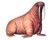 Marine mammal Walrus