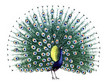 Bird Peacock