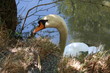 cigne
