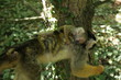 singes