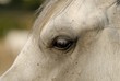 Cheval