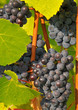 Grappe de Raisin (vignes en Champagne)