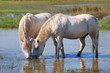 White horses White horses
