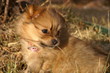 fall puppy