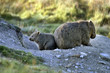 Australian Wombat