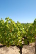 Vignes