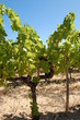 Vignes