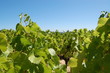 Vignes