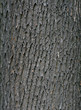 Bark