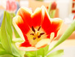 tulpen