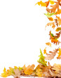 Autumn Oak Leaves Frame