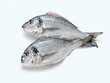 Dorade (gilthead seabream)
