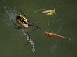 Spider, hopper, and dragonfly in web