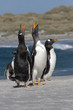 Gentoo penguins (Pygoscelis papua)