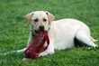 labrador in green grass