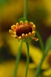 Foto: Babyblume Babyblume
