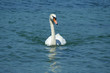 Cygne