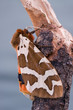 garden tiger moth on the twig