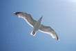 mouette1