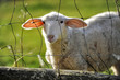 landwirtschaft