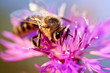 Honey bee on Knapweed