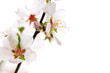 Pink cherry blossom