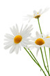 Daisies on white background Daisies on white background