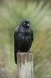 Unhappy Australian Raven