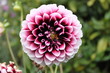 Big Flower