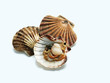 Scallops (Jakibsmuscheln)