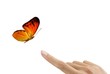 Butterfly on hand