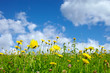 Blumenwiese closeup