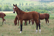 young akhal-teke horse young akhal-teke horse