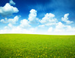 field of spring flowers and perfect sky