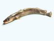 Ling (Lengfisch)