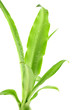 bulbille d'aloès