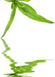 plant d'agave