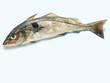 Haddock (Schellfisch)