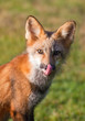 Immature red fox (Vulpes vulpes)