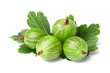 gooseberry, among green leaves gooseberry, among green leaves