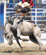 Bronco Buster